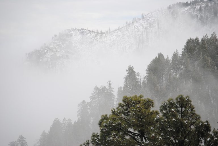 Montagne forêt brouillard